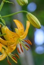 Columbia lily Lilium columbianum orange flowers and buds